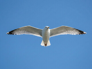 Obraz premium white seagull flying with wings spread isolated against clear blue sky representing freedom nature wildlife and open sky concept