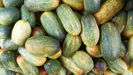 Freshly harvested cucumbers displaying various shades of green
