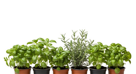 Fototapeta premium A row of small potted plants with green leaves on a white background for gardening or interior design use