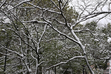 街路樹に積もった雪