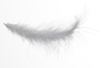 Obraz premium A white feather with a black tip