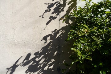 壁に映る葉の影、シルエット