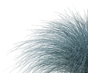 Obraz premium grass isolated on transparent background. Grass PNG. Clump of grass isolated on white backgrounds with copy space. Meadow PNG. Lawn PNG. Side view of cutout ornamental grass clump transparent.