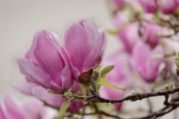 Fototapeta premium Magnolia Blossom in Springtime