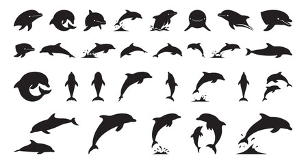 Dolphin behavior illustrations. Different poses highlight dolphin social and feeding behaviors. Educational visuals showcasing multiple dolphin postures and behaviors for study and analysis