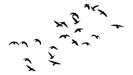Fototapeta premium A flock of birds flying in a dynamic and scattered formation isolated on white background, Vector