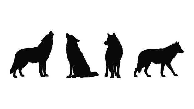 Four wolves in different poses against a white background isolated on white background, Vector