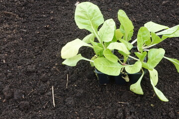 Young swiss chard plants ready for planting