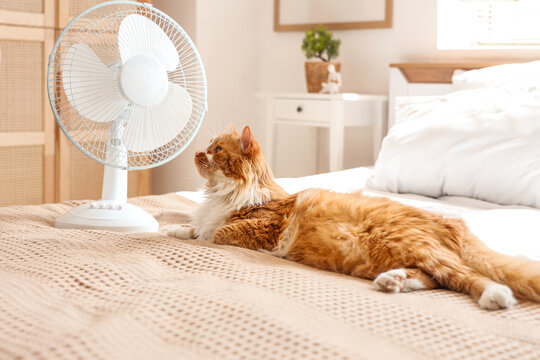 Funny cat and electric fan on bed
