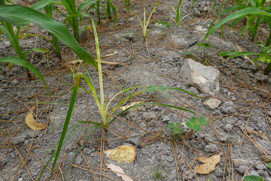 Purple nutsedge weed growing in agricultural soil