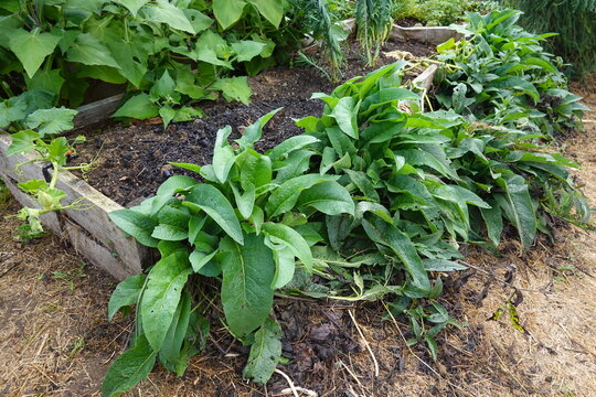 Comfrey plants mulching soil in raised garden bed
