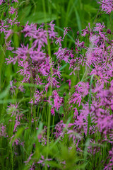 Obraz premium Lush green grass surrounds clusters of delicate pink wildflowers swaying in a gentle breeze
