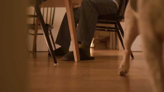 Ground level shot of unrecognizable man wearing cozy house slippers sitting on chair while small black and white French bulldog playing with rope toy under table in kitchen