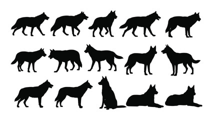 A diverse collection of black silhouettes of wolves in various poses and positions isolated on white background, Vector © SILHUETTECHEMBER