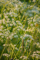 Obraz premium Delicate white flowers sway gently in the morning breeze, illuminated by soft sunlight in a meadow