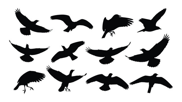 A diverse collection of birds in flight, showcasing various species and postures. isolated on white background, Vector