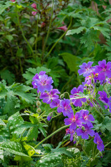 Fototapeta premium Beautiful purple blossoms thrive amidst lush green foliage, creating a serene garden scene