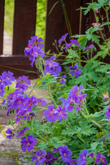 Vivid purple flowers sprout amidst lush green leaves, gracing a charming garden by a wooden fence