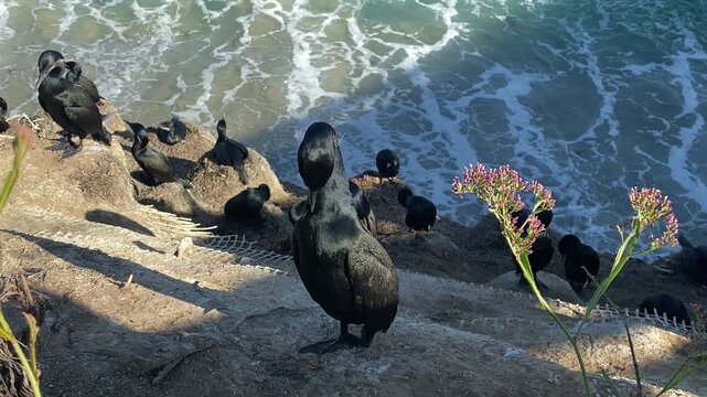 Double-crested cormorant preening it's feathers with waves in the background. Filmed on the rocks in La Jolla, California