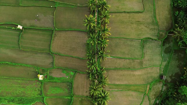 Drone top-down view of palm trees and rice fields in Bali. Lush green patterns and geometric farmland create a serene nature, agriculture, and exotic travel destination concept. Indonesia.