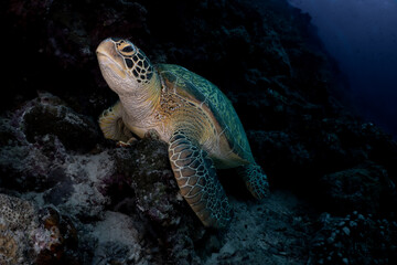 Obraz premium Close-up portrait of a sea turtle resting on the seabed with sharp details on head scales.