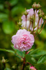 Obraz premium Delicate pink roses thrive under warm sunlight, surrounded by lush green leaves and budding stems