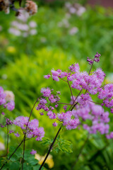 Obraz premium Purple flower clusters shine against a lush green backdrop, highlighting nature's beauty