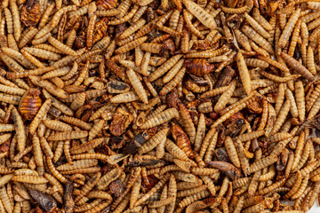 A colorful array of toasted edible insects awaits curious food lovers in a lively market
