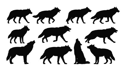 A collection of various wolf silhouettes in different poses and positions isolated on white background, Vector © JASMIN