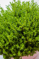 Fototapeta premium Bright and lively herb plant covered with fresh green leaves, flourishing under gentle light