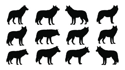 A collection of twelve black silhouette wolves in various poses and positions isolated on white background, Vector © JASMIN