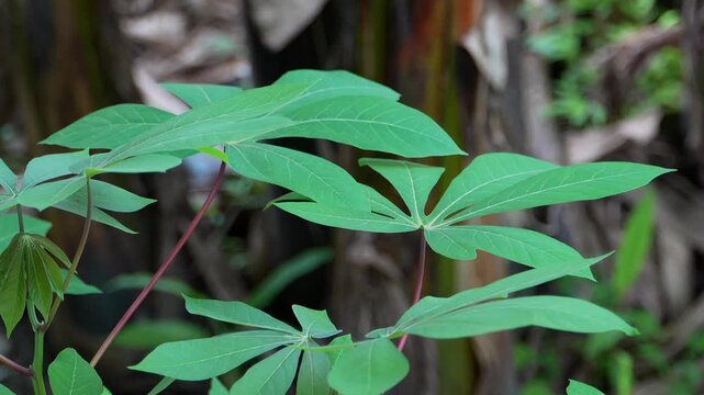 Cassava plant leaves swaying in gentle tropical breeze. Fresh green foliage reveals detailed veins and natural outdoor movement