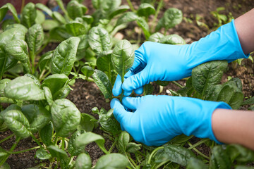 Gardeners hands planting and picking vegetable from backyard garden. Farmer in gloves takes care of the plants in his garden or prepares soil for seedling. © wertinio