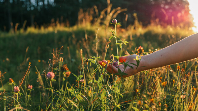 Hand gently touching wildflowers in a sun-drenched meadow at golden hour