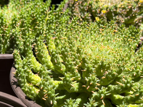 A view of several potted Transkei medusa's head plants, seen at the nursery.