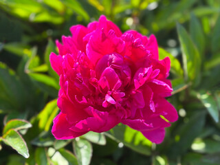 Bright pink peony flower.