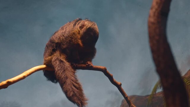 Saki monkey sitting on wooden branch against blue background. White-faced saki or similar primate with thick dark fur perched on a thin branch. Low angle view, indoor habitat.