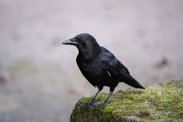 Corneille au cimetière du Père Lachaise à Paris © ROSENMAN