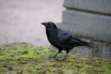 Corneille au cimetière du Père Lachaise à Paris © ROSENMAN