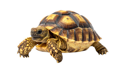 A cute pet turtle with a patterned shell is walking slowly