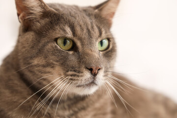 Fototapeta premium Cute cat lying on bed in bedroom at home