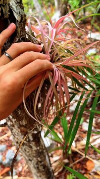 Hand touching pink air plant tillandsia on tree bark. Close up of a human hand holding a bromeliad plant growing on a tree trunk.