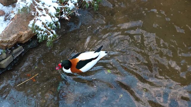Profile view of common shelduck swimming in clear water. Waterfowl with distinctive white, chestnut, and dark green head swimming near a snowy bank. Top view.