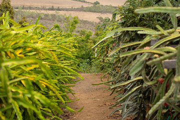 A view looking down a row of dragon fruit plants, seen in Fallbrook, California. © DAVID