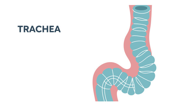 Human Trachea Anatomy Illustration with Detailed Structure.