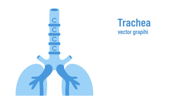 Human Respiratory System Diagram with Trachea and Lungs.