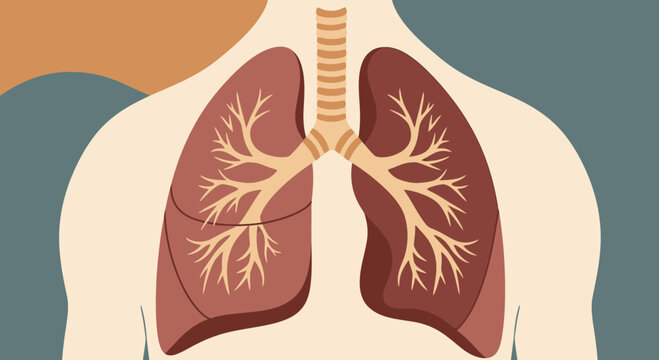 Human lungs anatomy illustration with trachea and bronchi.