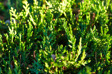 Tuja leaves in vibrant green hues, showcasing intricate needle-like foliage against a natural outdoor background with soft sunlight