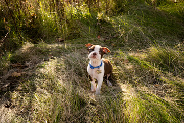 Boston terrier puppy sitting in middle of backlit sunny field