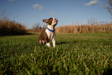 Male puppy licking nose with pink tongue for dog treats